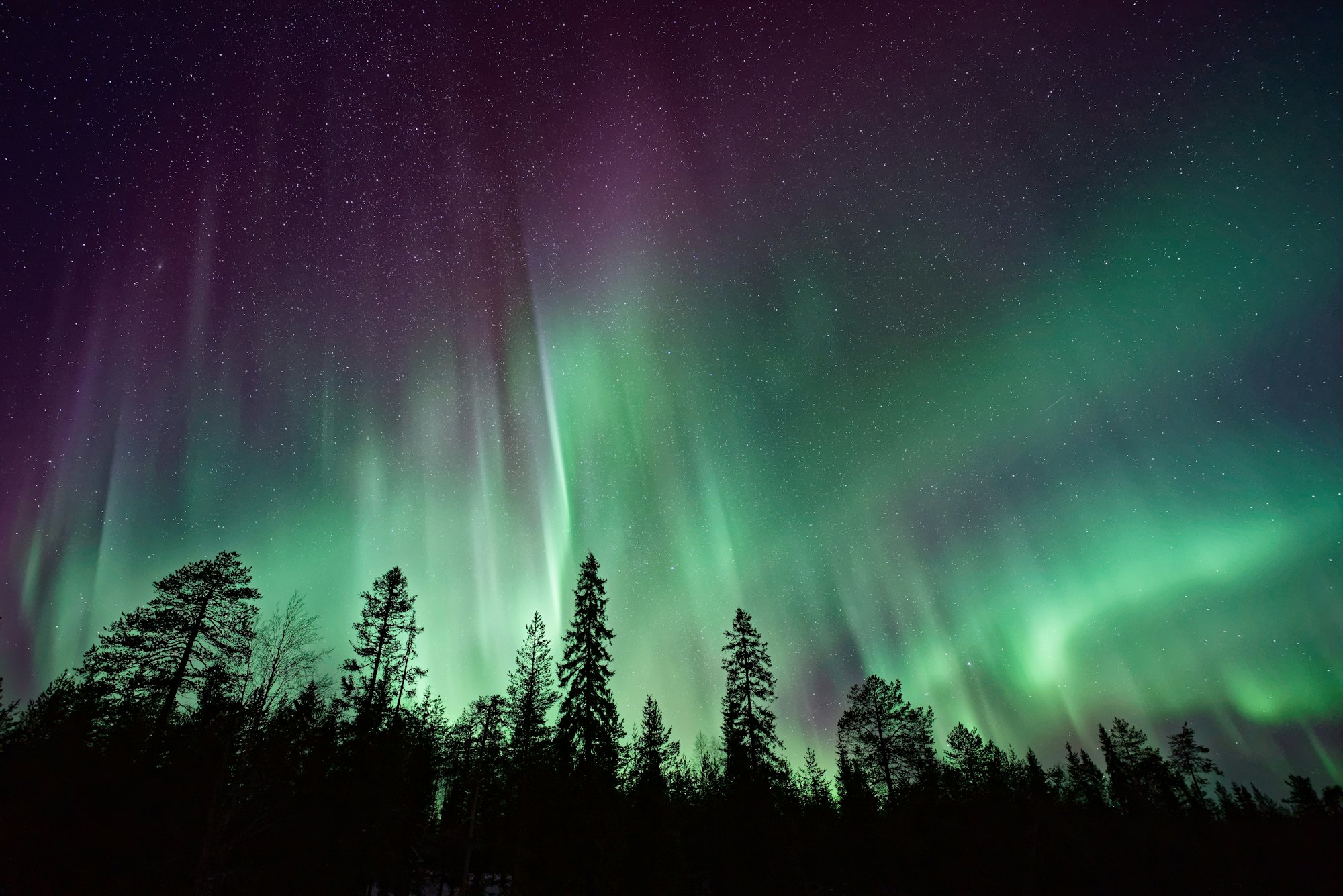Aurora over a Nordic forest